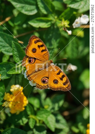 Nature, butterfly (Butterfly seen in Bangkok, Thailand) in Thailand Bangkok Nature, butterfly (Butterfly seen in Bangkok, Thailand) in Thailand Bangkok 27073962