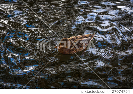 duck ordinary in a wave pattern duck ordinary in a wave pattern 27074794