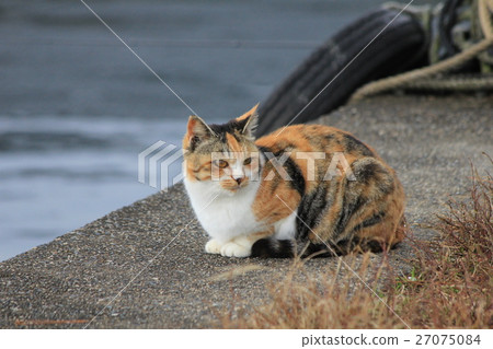 A three-headed cat waiting for someone sitting at the pier of Lake Biwa A three-headed cat waiting for someone sitting at the pier of Lake Biwa 27075084