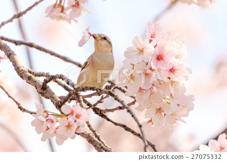 新最年輕的婊子 27075332