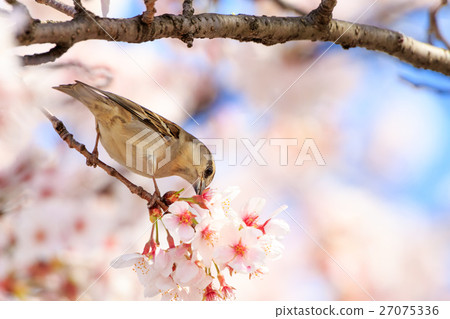 新最年輕的婊子 27075336