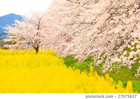 櫻花和油菜田 27075637