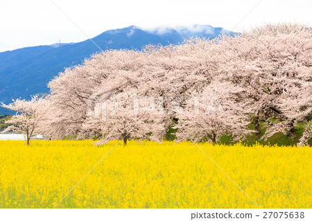 櫻花和油菜田 27075638