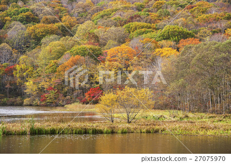 秋葉鏡子池塘秋天潮隱藏 秋葉鏡子池塘秋天潮隱藏 27075970