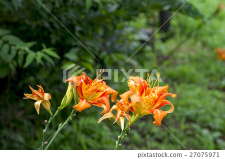 花園花春山山 27075971