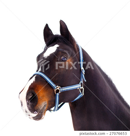 Black thoroughbred stallion head isolated on white Black thoroughbred stallion head isolated on white 27076653