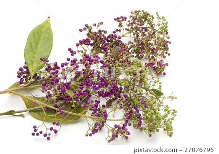 Omurasakusibibu Omurasakusibibu 27076796