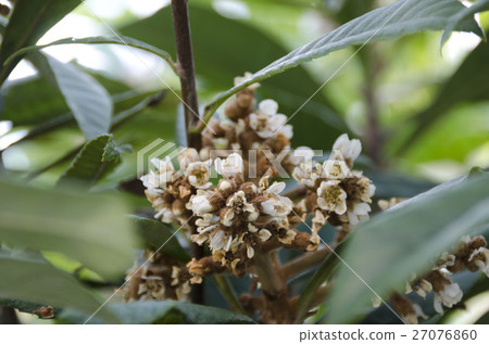 Flower of loquat 27076860
