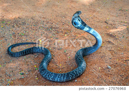 Wild Indian cobra on ground 27076968
