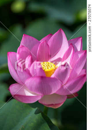 Lotus flower Lotus flower 27078074