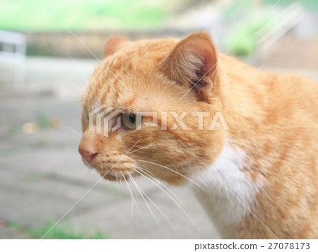 Stray cats in Okinawa 27078173