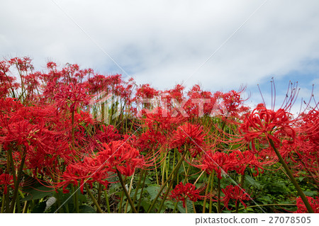 Higanki flower and blue sky Higanki flower and blue sky 27078505