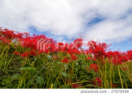 Higanki flower and blue sky Higanki flower and blue sky 27078506