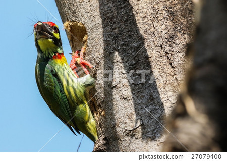 Coppersmith Barbet (Megalaima haemacephala), Bird Coppersmith Barbet (Megalaima haemacephala), Bird 27079400