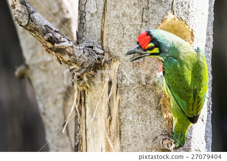 Coppersmith Barbet (Megalaima haemacephala), Bird Coppersmith Barbet (Megalaima haemacephala), Bird 27079404