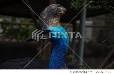 cassowary close up cassowary close up 27079899