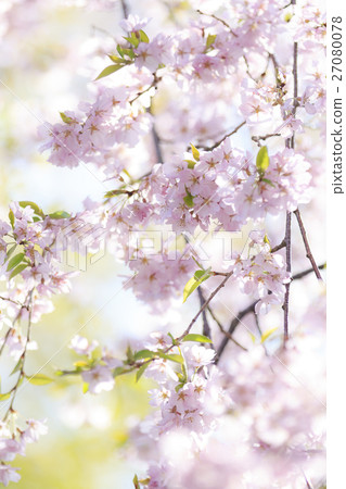 Cherry Blossoms Cherry Blossoms 27080078