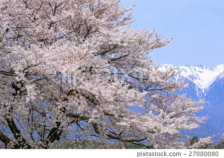 Cherry blossoms and Alps Cherry blossoms and Alps 27080080