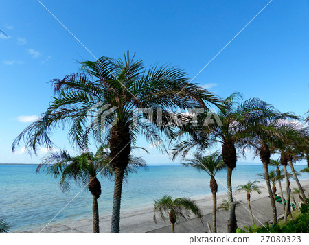 Landscape with palms 27080323