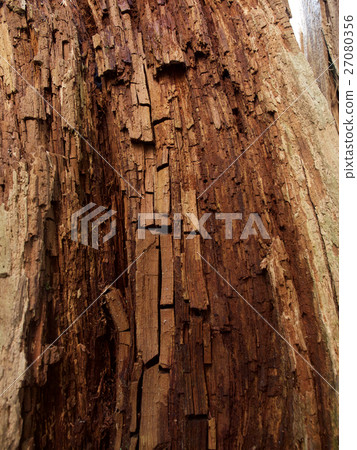 台灣 紅檜 神木 內部 27080356