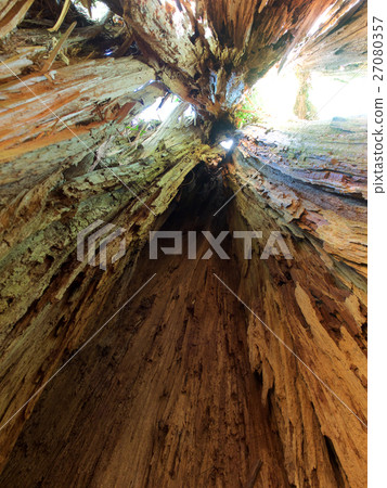 台灣 紅檜 神木 內部 27080357