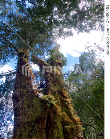 台灣 千年 神木 27080482