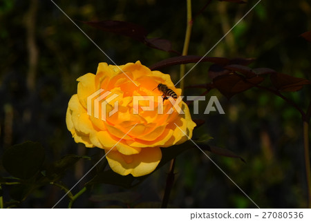 清晨玫瑰 27080536