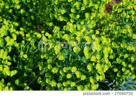 Euphorbia Caracaasu Wolfenya Flower language is "sincerity" 27080750