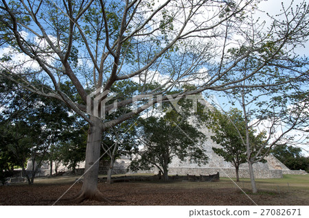 Mexico Uxmal ruins ceiba tree 27082671