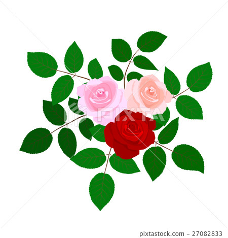 Rose flowers isolated on white background. 27082833