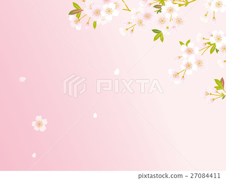 Sakura illustration 27084411