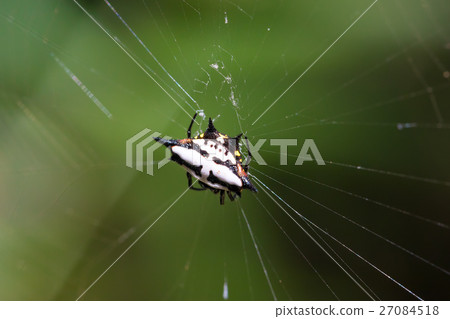 Spiny orb-weaver or crab spider madagascar 27084518