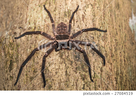 big huntsman spider on tree Madagascar 27084519