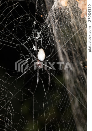 big white spider Nephilengys livida Madagascar 27084530