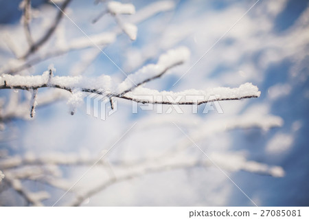Winter tree branches covered with snow in sun 27085081