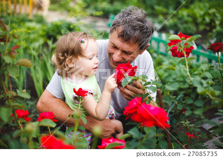 Little girl touching flower with grandfather in 27085735