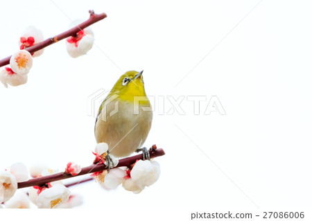 在白色李子的Mejiro 在白色李子的Mejiro 27086006