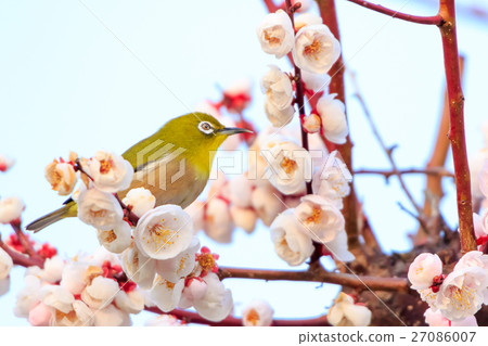 在白色李子的Mejiro 27086007