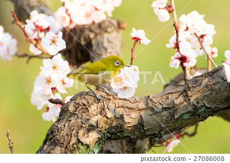 在白色李子的Mejiro 27086008
