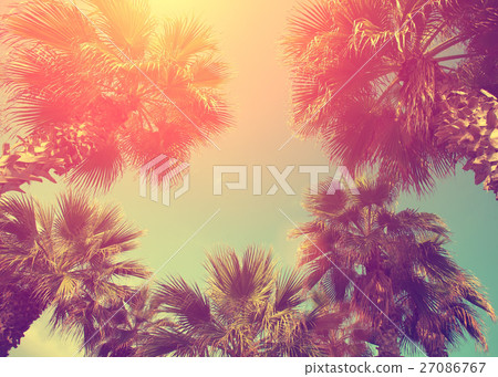 Vintage frame with tropic palm trees 27086767