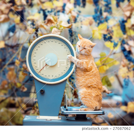 Cat standing on the scales in the garden 27087062