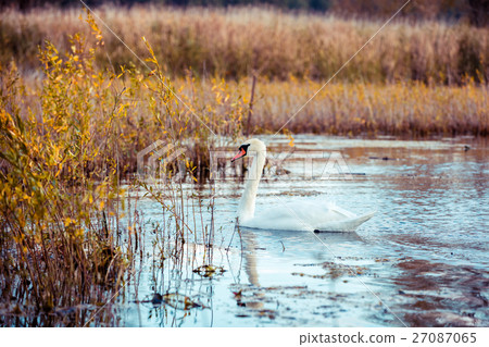 swan swimming in the lake 27087065