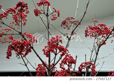 Ruby colored gloss, Gamut fruit -3 Ruby colored gloss, Gamut fruit -3 27087127