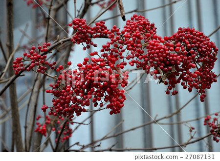 Ruby color gloss, Gamut fruit - 5 Ruby color gloss, Gamut fruit - 5 27087131