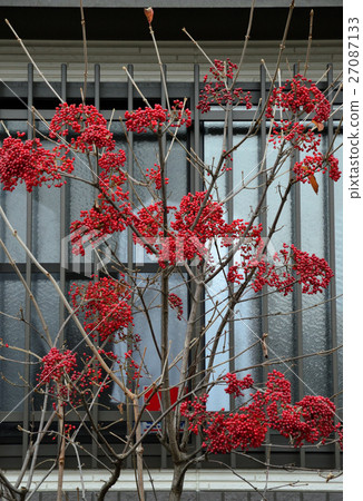 Ruby color gloss, Gamut fruit-6 Ruby color gloss, Gamut fruit-6 27087133