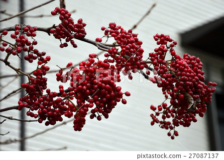 Ruby colored gloss, Gamut fruit-9 Ruby colored gloss, Gamut fruit-9 27087137