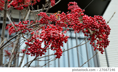 Ruby colored gloss, Gamut fruit - 14 Ruby colored gloss, Gamut fruit - 14 27087146