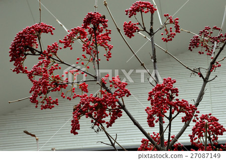 Ruby colored gloss, Gamut fruit - 17 Ruby colored gloss, Gamut fruit - 17 27087149