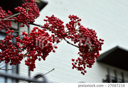 紅寶石色光澤，色域水果 -  22 27087216