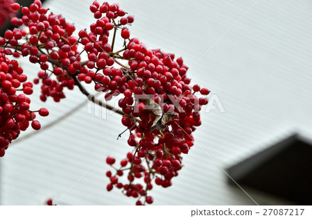 Ruby colored gloss, Gamut fruit - 23 Ruby colored gloss, Gamut fruit - 23 27087217